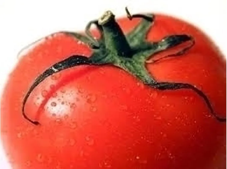 Coltivare pomodoro in vaso