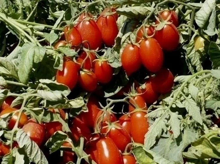 Risposta : farfallina del pomodoro