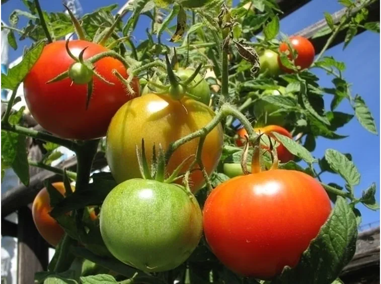 La pianta del pomodoro: caratteristiche