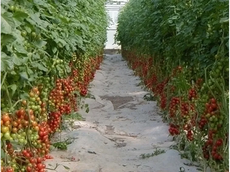 Risposta : foglie di pomodoro arricciate di color violetto ai bordi