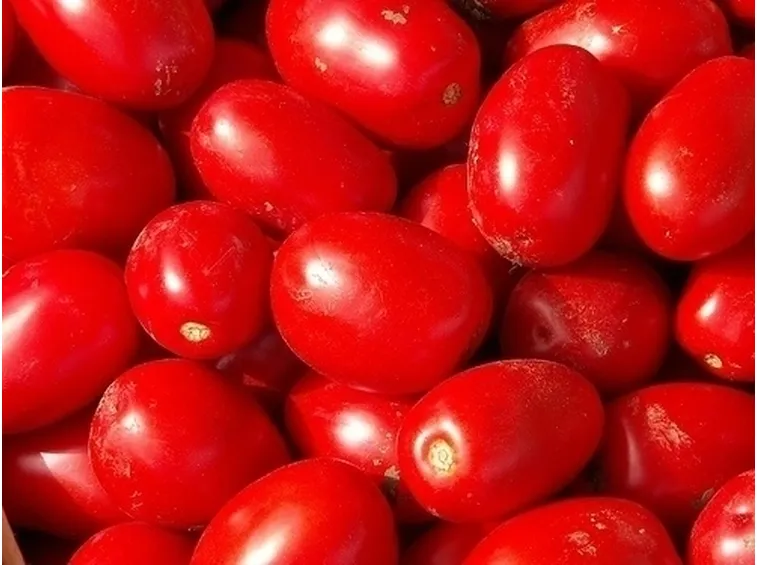 Risposta : pianta pomodoro