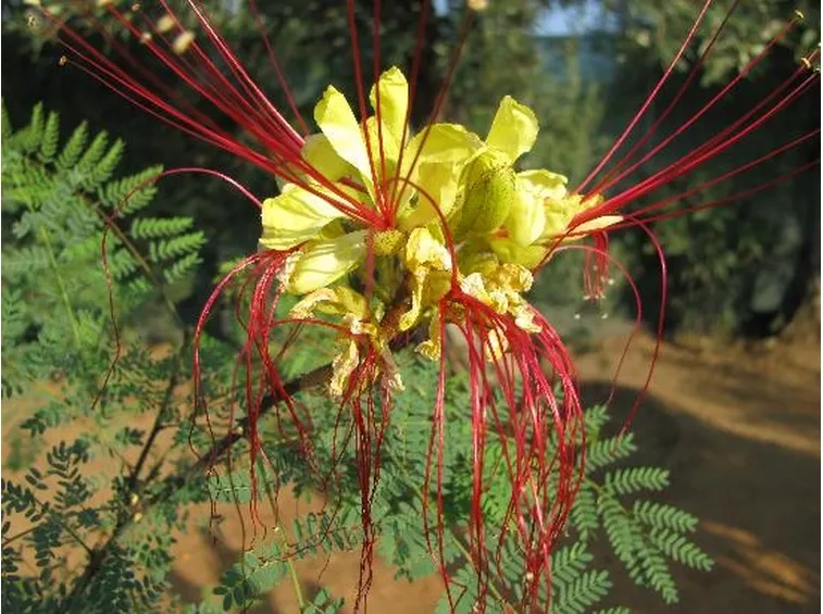 Regalare Fiori-5