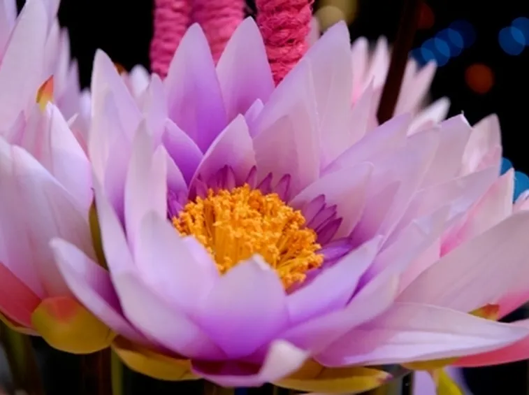 Regalare Fiori-11