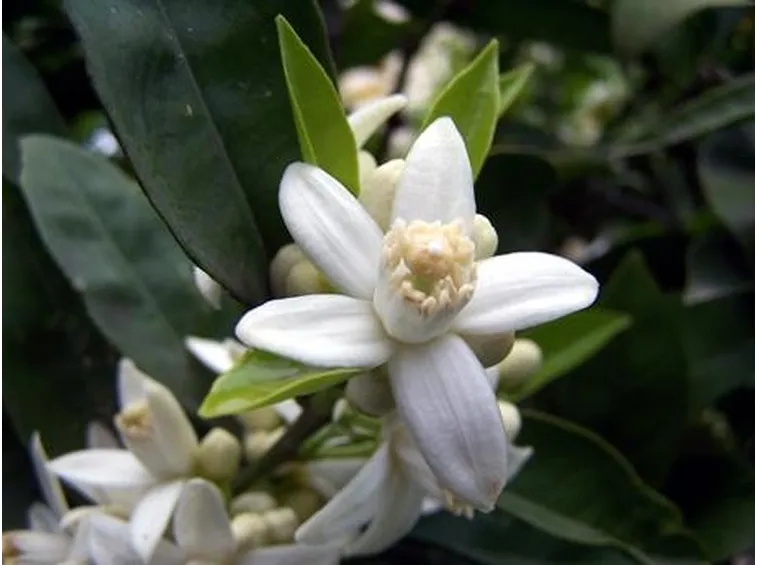 Regalare Fiori-13