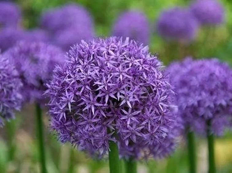 Fiori