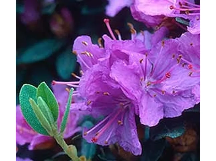 Composizione fiori