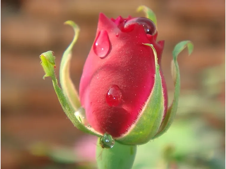 Come coltivare le rose inglesi