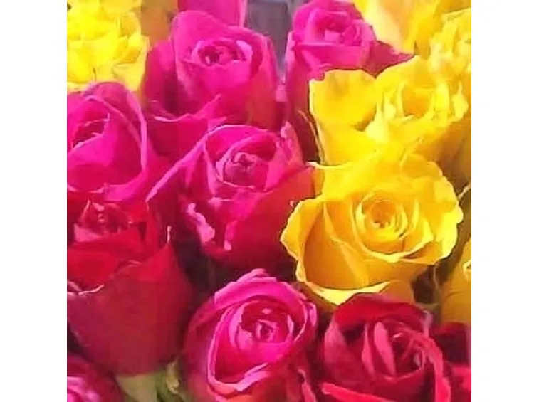 Le rose