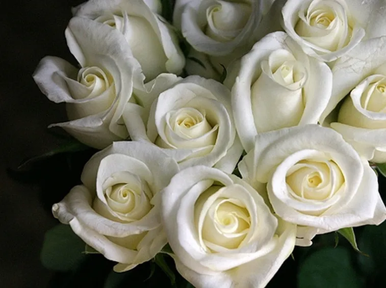 Risposta: il mastice sulle rose
