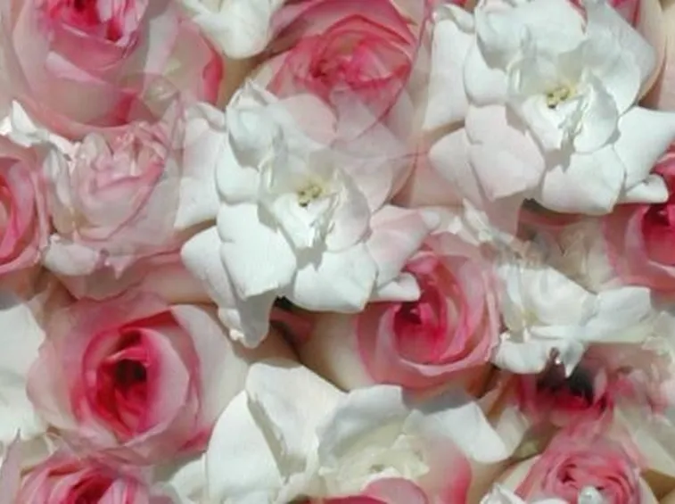 Potare le rose