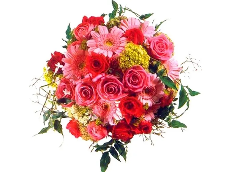 Rose di Natale