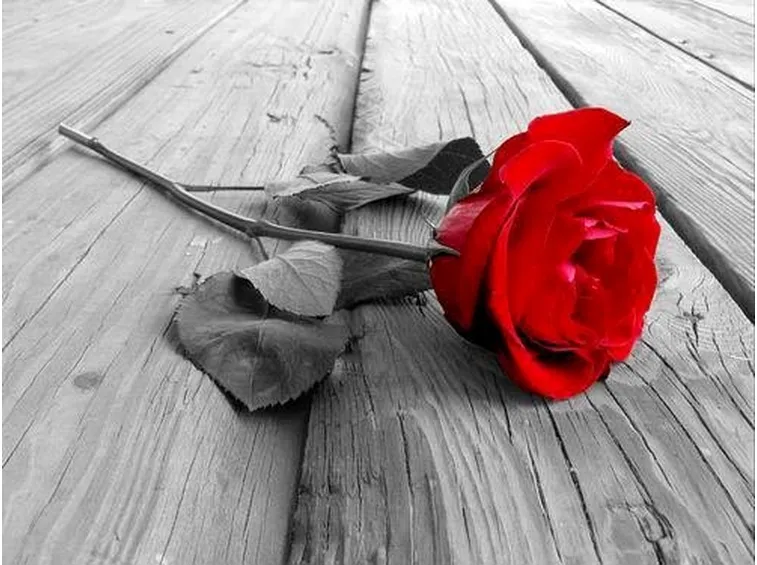 Domanda : coltivare le rose