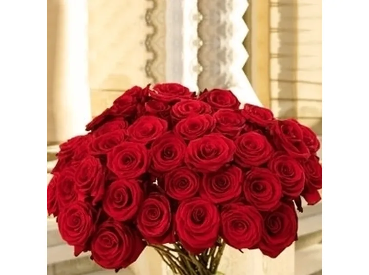 Domanda: come coltivare le mie rose?