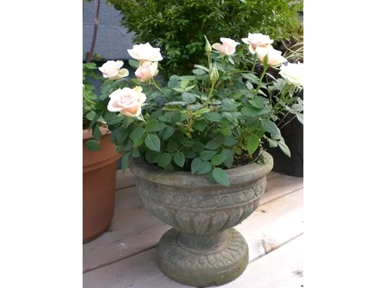 Le rose nel piatto