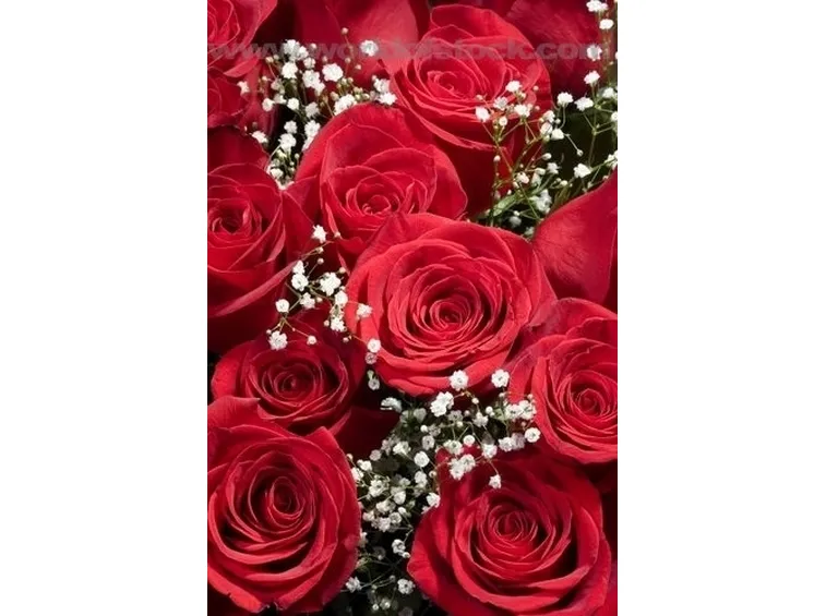 Rose tappezzanti