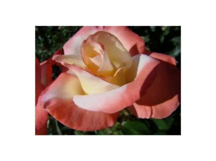 Domanda: cos'hanno le mie rose?