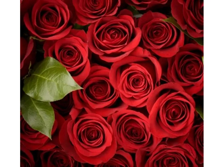 Risposta: i parassiti delle rose