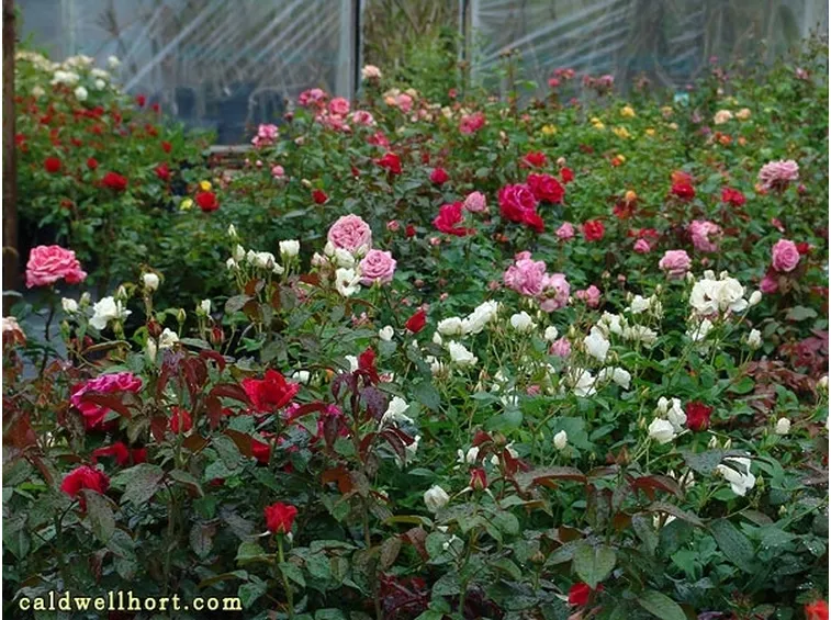 Le piante perenni, le rose, le piante aromatiche
