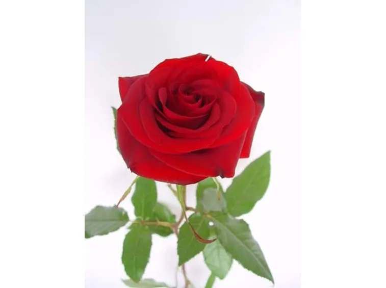 Come potare le altre varietà di rose