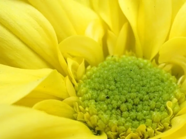 Significato dei fiori
