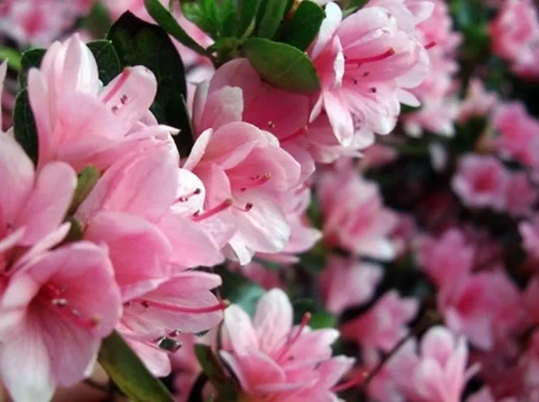 Il significato dei fiori: il gelsomino