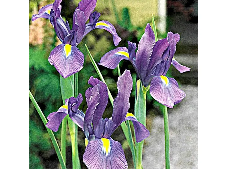 significato dei fiori