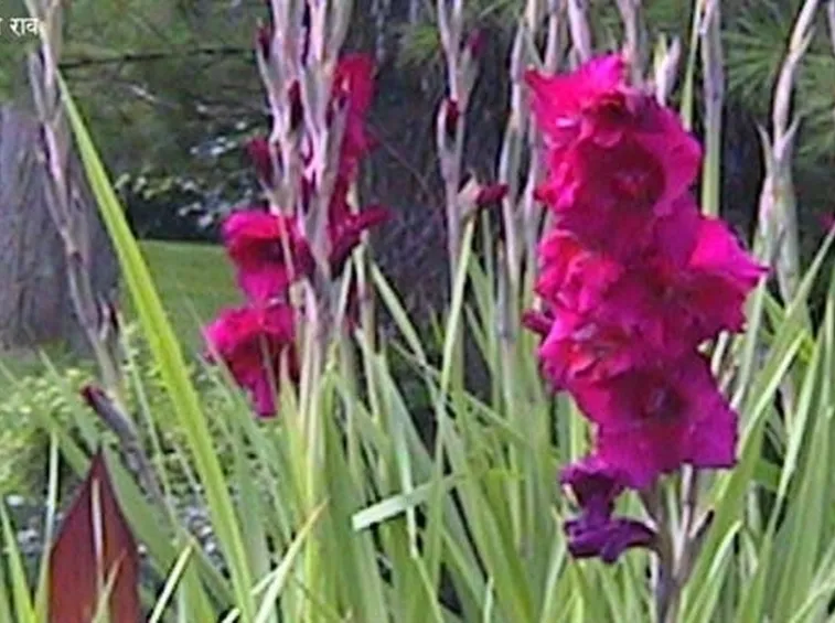 Significato dei fiori