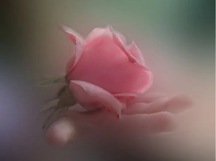 Il significato dei fiori di ciliegio nell'Hanami 