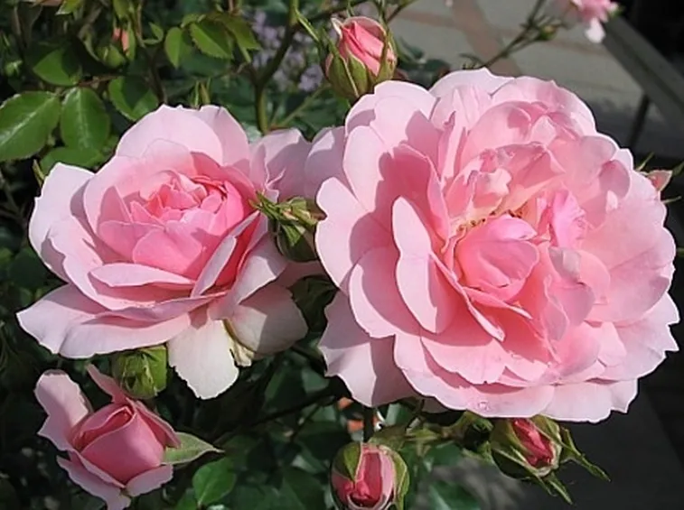Risposta: Rose antiche