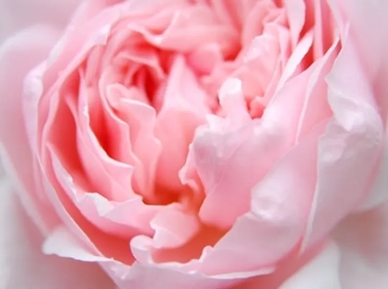 Le rose in inverno 