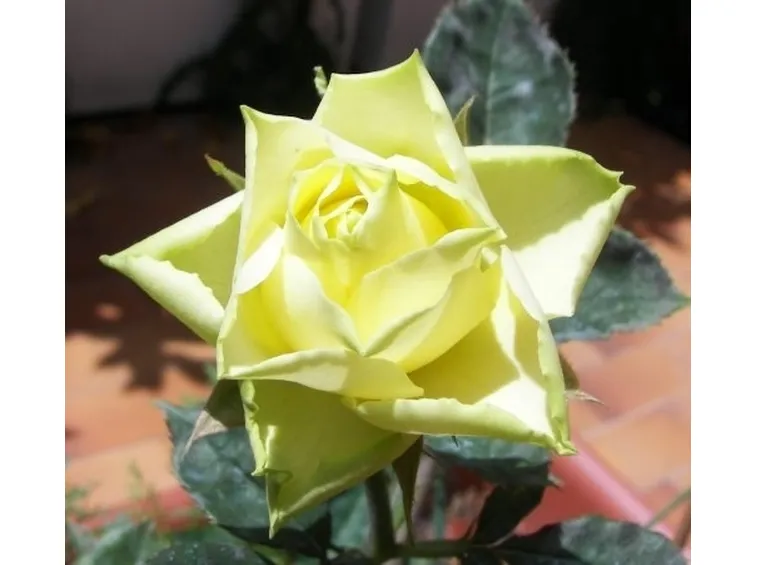 Insetti o parassiti animali che colpiscono le Rose