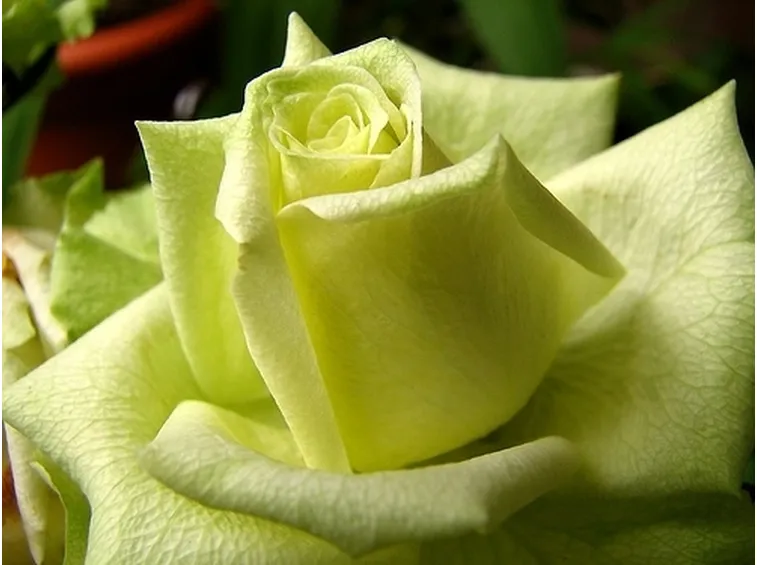 Risposte: Rose