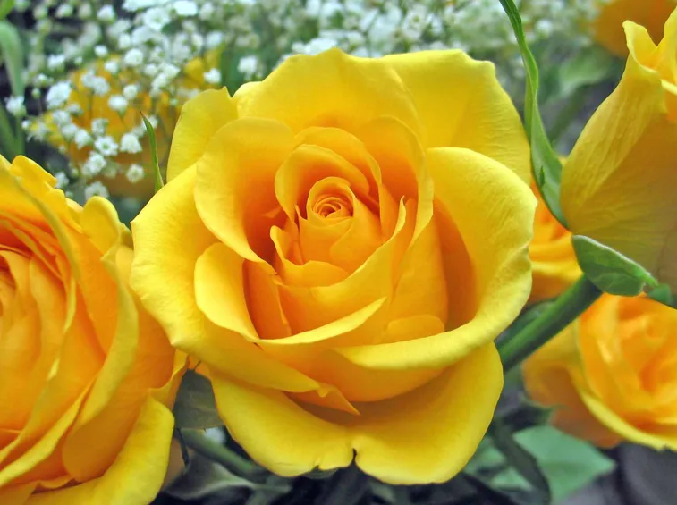 rosa gialla