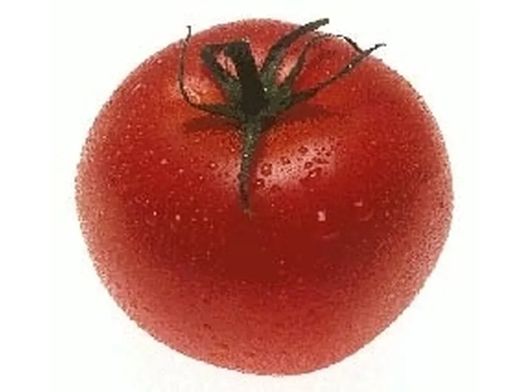 Solanacee-2