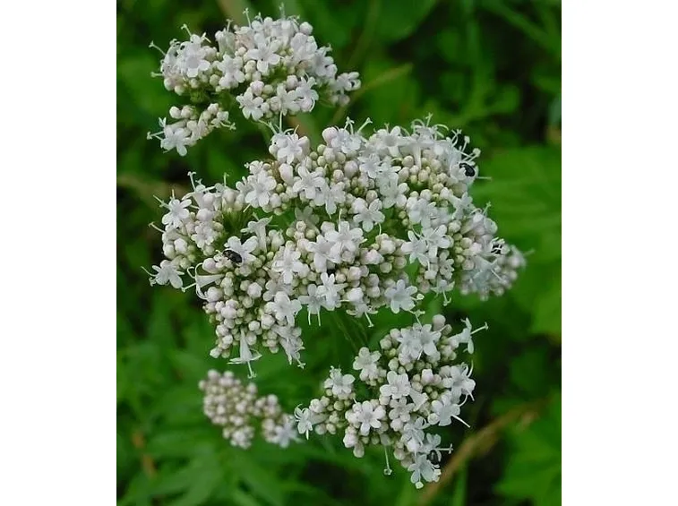 Valerianacee-1