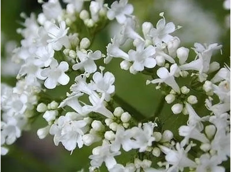 Valerianacee-3