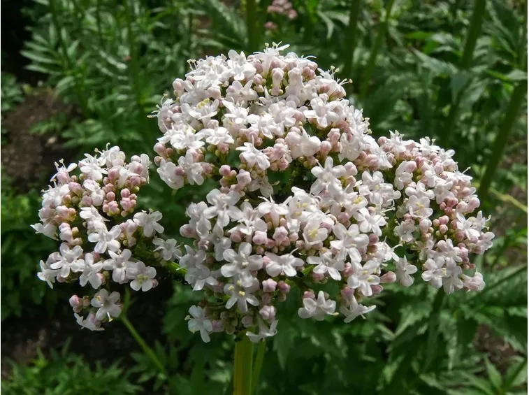 Valerianacee-7