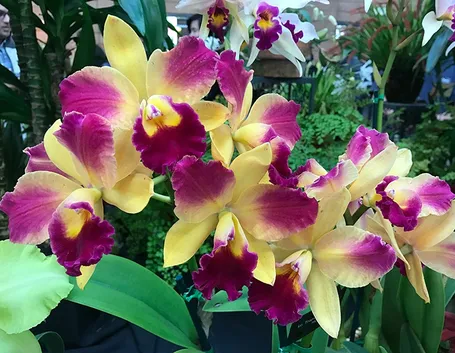 orchidee 