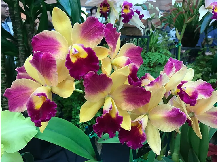 orchidee 