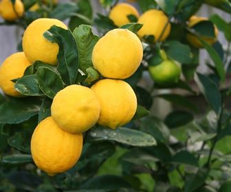 Agrumi