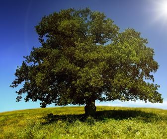 Alberi