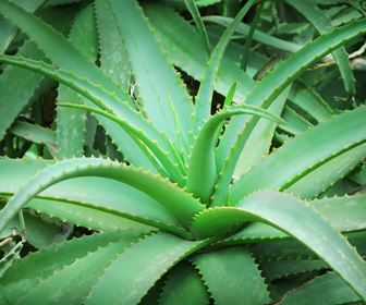 Pianta di Aloe