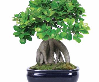 Bonsai ficus