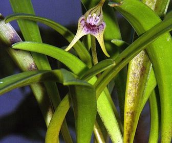 coltivazione orchidee