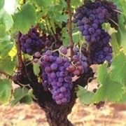 2)Avversit  parassitarie della vite dovute a funghi
