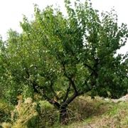 ALBERI DA FIORE: IL MELO