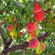 ALBERI DA FIORE : IL PESCO