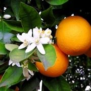 Arancio-20
