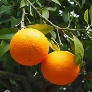 Arancio amaro