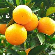 Arancio